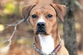 Red female Rhodesian Ridgeback Vizsla Retriever Hound mix dog outside on leash