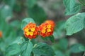 Red ferari lantana flower