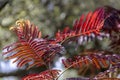 red fern Royalty Free Stock Photo