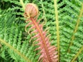 Red Fern Frond Royalty Free Stock Photo
