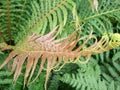 Red Fern Fronds Royalty Free Stock Photo