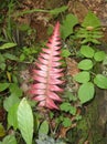 Red fern Royalty Free Stock Photo