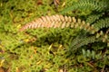 Red Fern Leaf Royalty Free Stock Photo