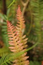 Red Fern Leaf Royalty Free Stock Photo