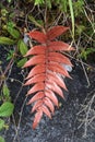 Red fern leaf Royalty Free Stock Photo
