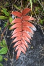 Red fern leaf Royalty Free Stock Photo