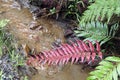 Red fern leaf Royalty Free Stock Photo