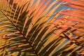 Red fern leaves