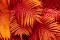 red fern leaves, background or texture Royalty Free Stock Photo