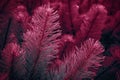 Red fern leaves. Pine branches on dark backdrop of young pine forest.