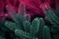 Red fern leaves. Pine branches on dark backdrop of young pine forest. Royalty Free Stock Photo