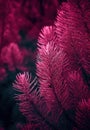 Red fern leaves. Pine branches on dark backdrop of young pine forest. Royalty Free Stock Photo