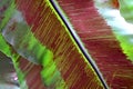 Red fern spore on leaf