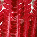 Red fern texture Royalty Free Stock Photo