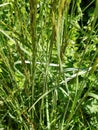 Red Fescue Grass - Festuca rubra, Norfolk, England, UK