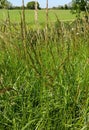 Red Fescue Grass - Festuca rubra, Norfolk, England, UK
