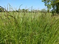 Red Fescue Grass - Festuca rubra, Norfolk, England, UK