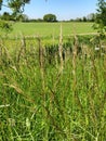 Red Fescue Grass - Festuca rubra, Norfolk, England, UK