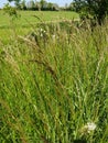 Red Fescue Grass - Festuca rubra, Norfolk, England, UK