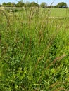 Red Fescue Grass - Festuca rubra, Norfolk, England, UK