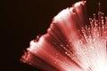 Red fiber optics Royalty Free Stock Photo
