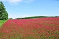 He is a red field.