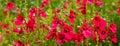 Red field flowers Royalty Free Stock Photo