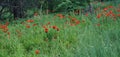 red field flowers contrast poppies Royalty Free Stock Photo