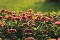 Red field flowers plenty Royalty Free Stock Photo