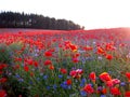 Red field of poppies and cornflowers in blue