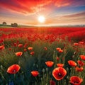 a red field of poppies with the sun rising behind