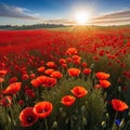 a red field of poppies with the sun rising behind
