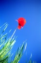 Red field poppy Royalty Free Stock Photo