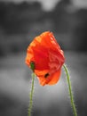 Red field poppy close up with blurred black and white background Royalty Free Stock Photo