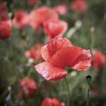 Red field poppy flower closeup Royalty Free Stock Photo