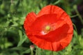 Red field poppy in full bloom Royalty Free Stock Photo