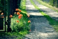 Field poppy grows by the fence and the road path Royalty Free Stock Photo