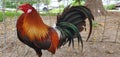 Red Fighting Cock Rooster as Gamefowl