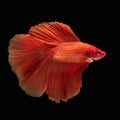 Red fighting fish, betta fish on black background, Betta splendens