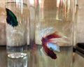 The red fighting fish in the bottle Royalty Free Stock Photo