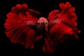 Red fighting fish with flutter waver fins swimming