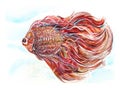 Red Fighting fish paint Thai applied art has clipping paths