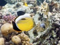 Red-Fin Butterflyfish in Marsa Alam Royalty Free Stock Photo