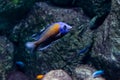 Red Fin Kadango also known as Copadichromis borleyi is swimming underwater