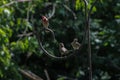 Red Finch Bird and Two House Sparrows Standing on Metal Pole Royalty Free Stock Photo