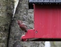 Red Finch Perched on Red Bird Feeder Royalty Free Stock Photo