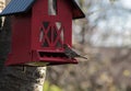 Red Finch Perched on Red Bird Feeder with Bird Seed in Mouth Royalty Free Stock Photo