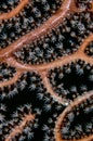 Red finger gorgonian