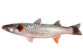 Red-finned mullet Mugil soiui