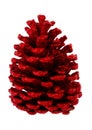 Red fir cone brightened Royalty Free Stock Photo